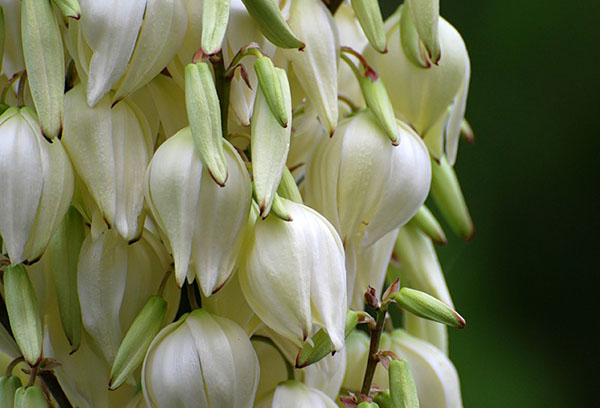 Pédoncule yucca filamenteux