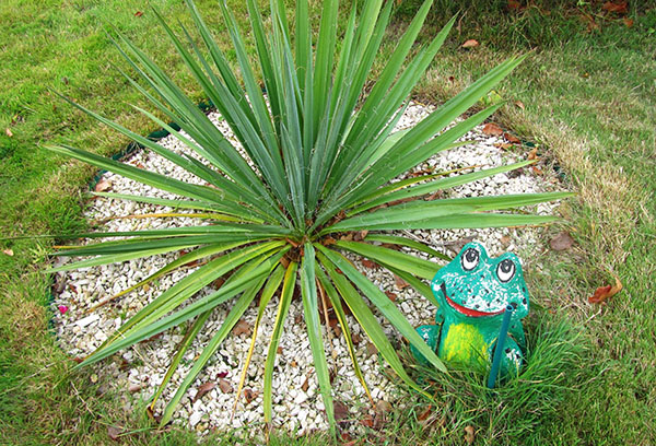 Yucca filamenteux sur le site