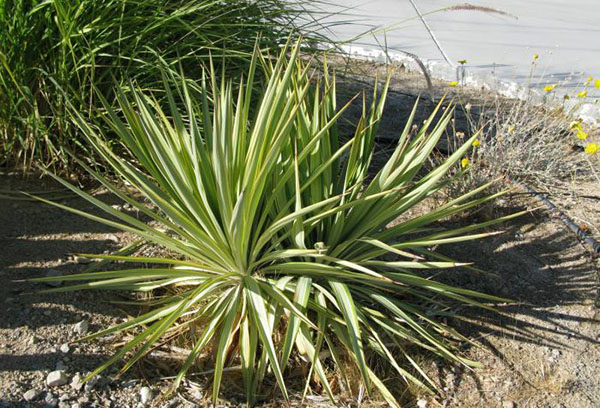 Le yucca sèche à l'extérieur