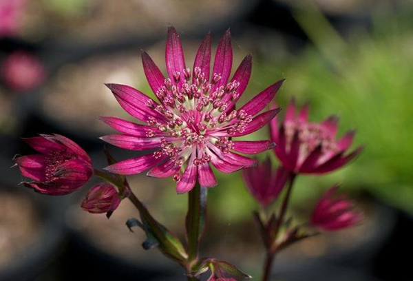 Astrantia en fleurs