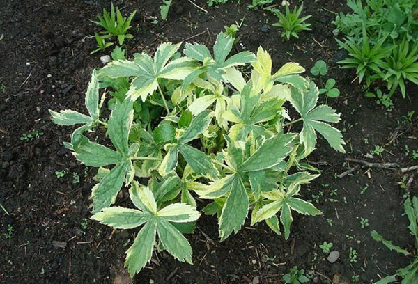 Astrantia en plein air