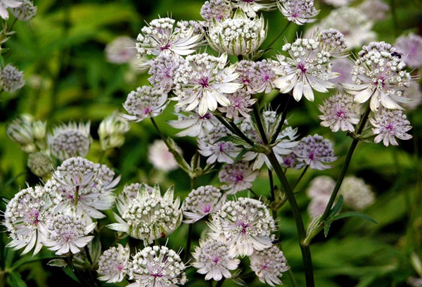 Astrantia blanche