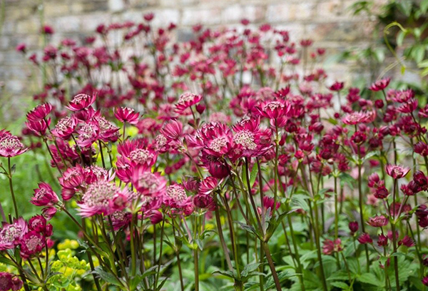 Astrantia en fleurs