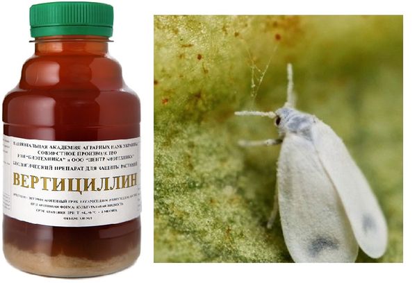 Контролен агент на Whitefly