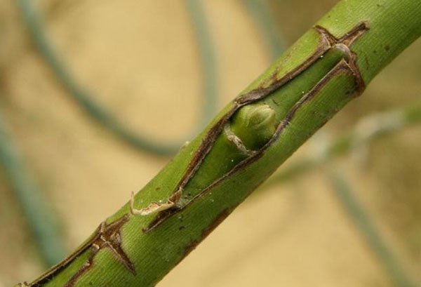 Ghép cành hoa hồng