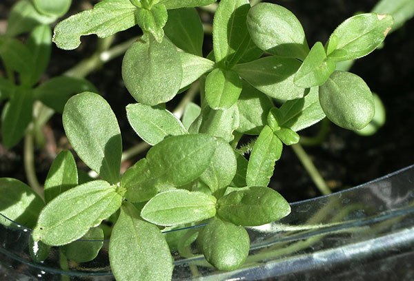 Semis de Zinnia