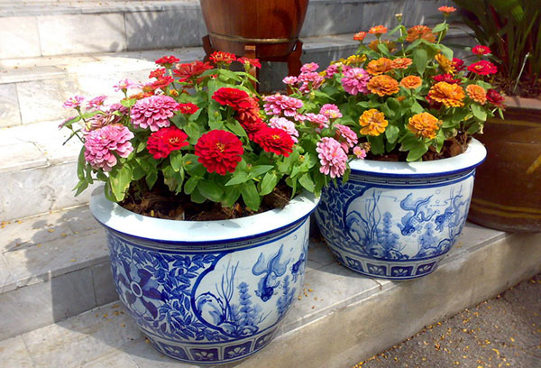 Zinnias dans des pots de fleurs