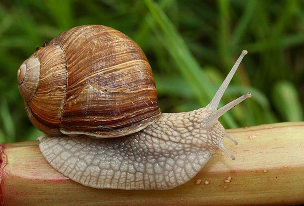 Escargot de raisin