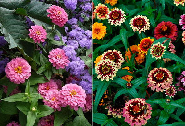 Zinnias multicolores