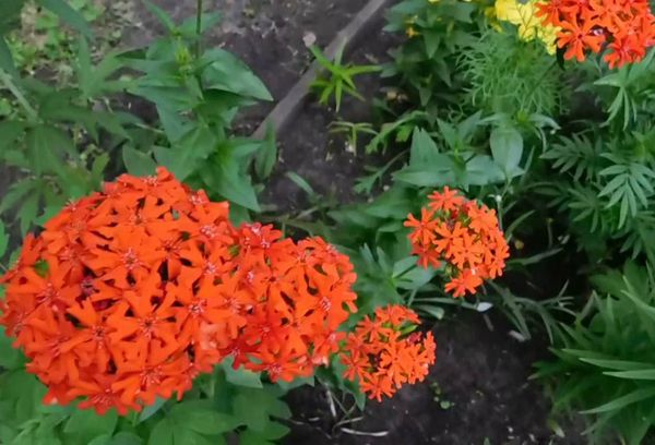 Calcédoine de Lychnis