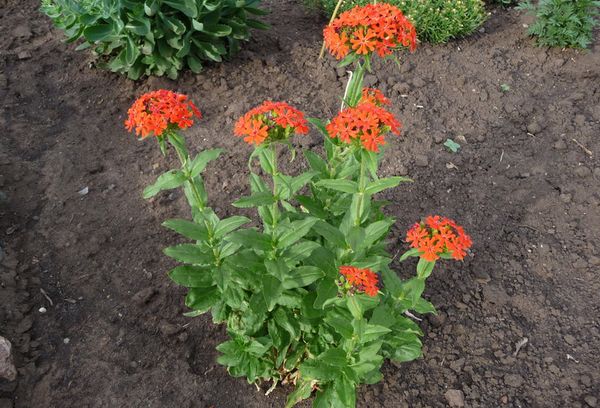 Calcédoine de Lychnis