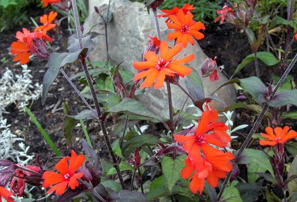 Calcédoine de Lychnis