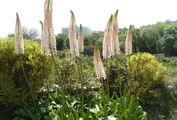 Eremurus en fleurs