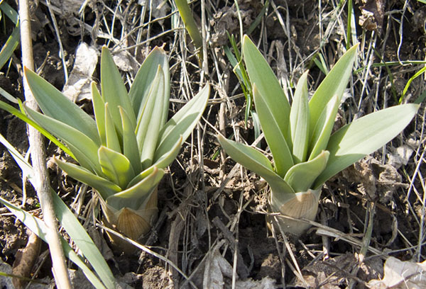 Jeune eremurus au printemps