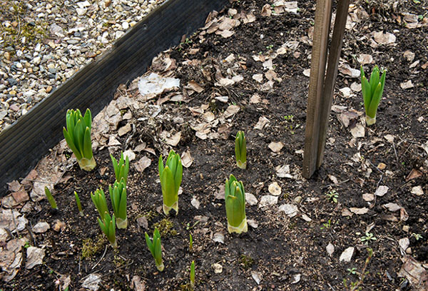 Cây con Eremurus