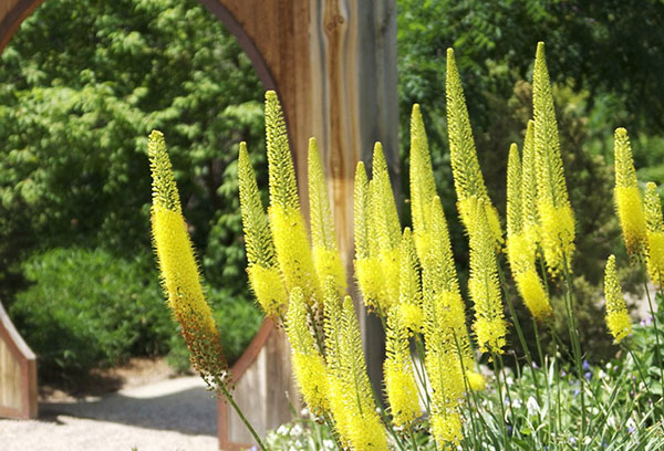 Eremurus jaune