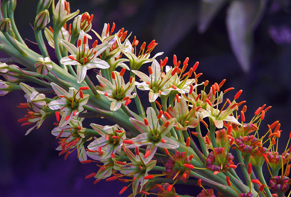 Cụm hoa Eremurus