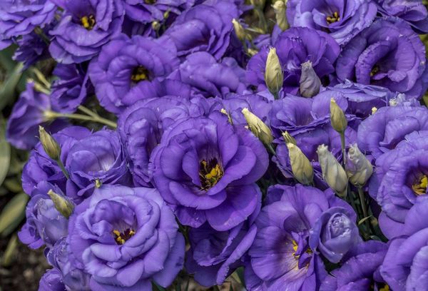 Eustoma lilas