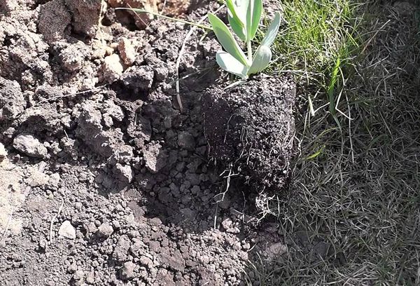 Planter une fleur dans le sol