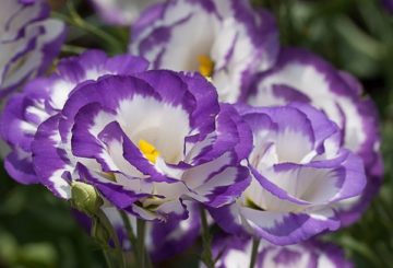 Fleurs bourgeons eustoma