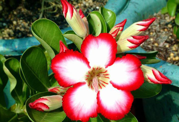 Fleur variétale Ipomoea