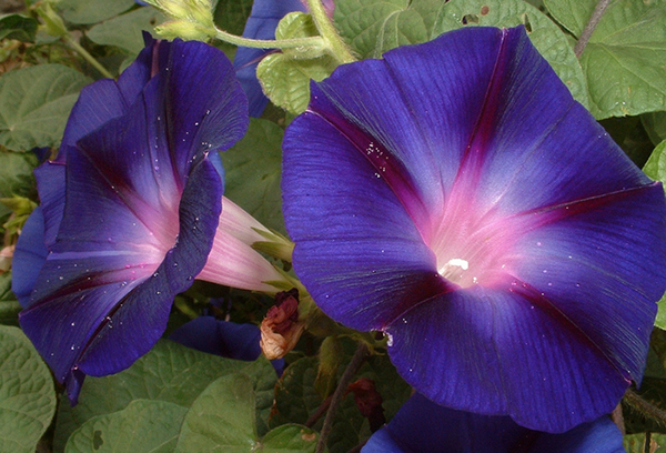 Gloire du matin en fleurs