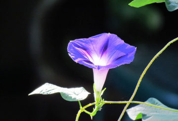 Fleur de gloire du matin