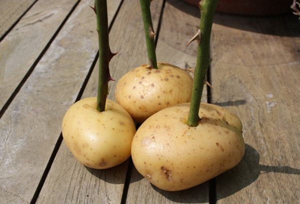 Cultiver des roses dans les pommes de terre