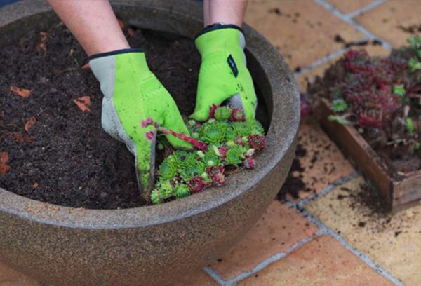 Planter une pousse dans le sol