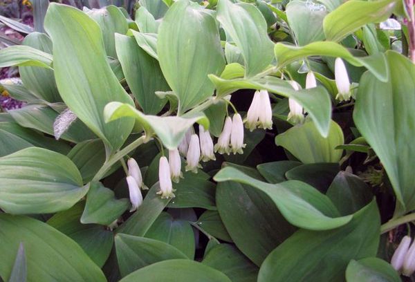 Fleurs de muguet