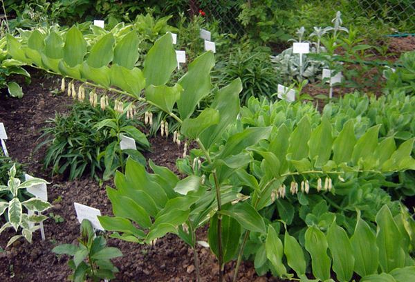 Muguet dans le jardin