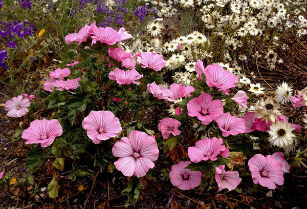 Lavatera en fleurs