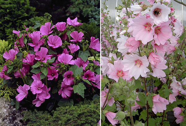 Différentes variétés de lavater annuel