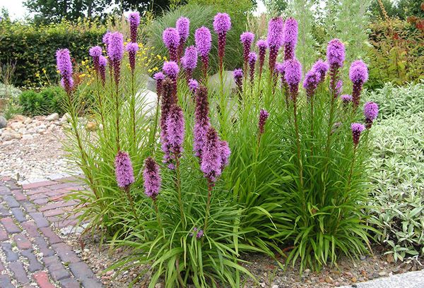 Élever Liatris