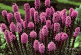 Hoa liatris