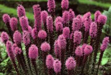 Blommor Liatris