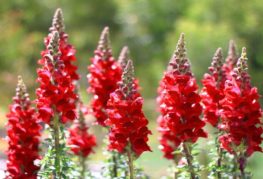 Fleurs rouges