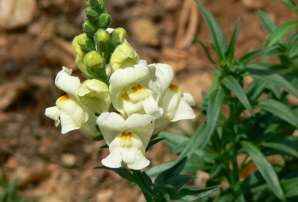 Snapdragon màu trắng