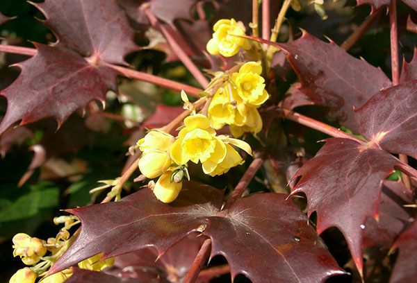 Hoa holly Mahonia