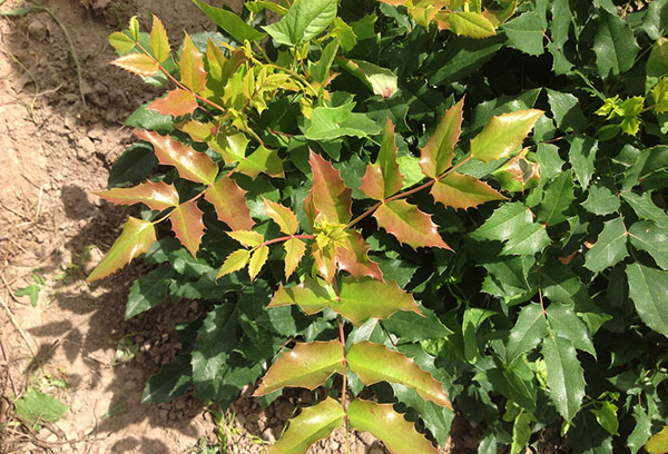 Con rễ của Mahonia holly