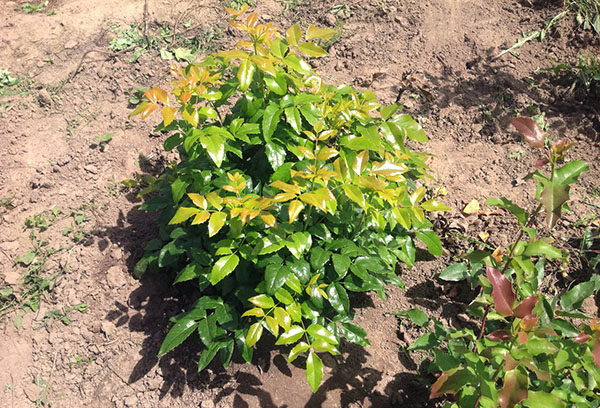 Mahonia Bush thời trẻ