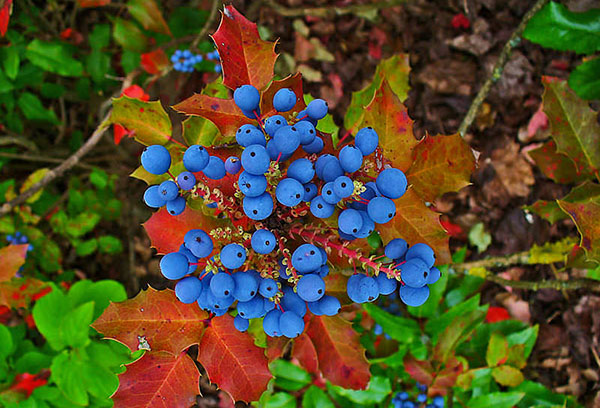 Quả mọng mahonia trong mùa thu nhựa ruồi