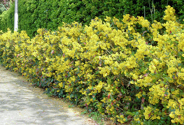 Haie de houx de Mahonia