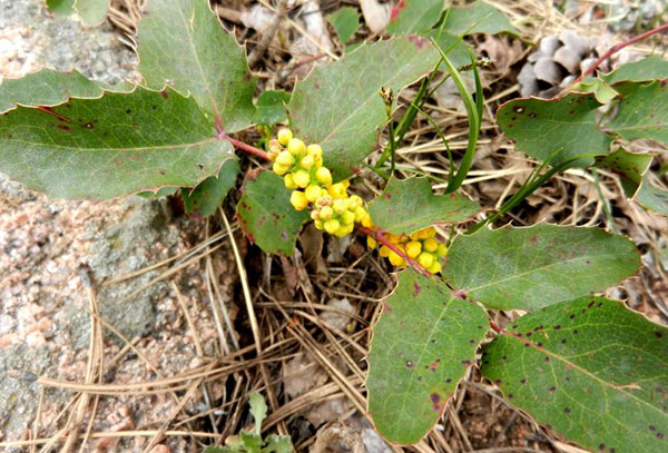 Con rễ của Mahonia holly