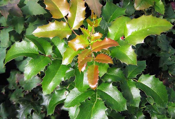 Tán lá cây ô rô mahonia