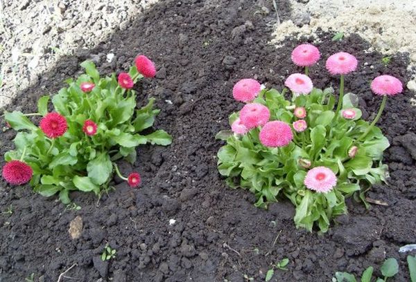 Reproduction de marguerites