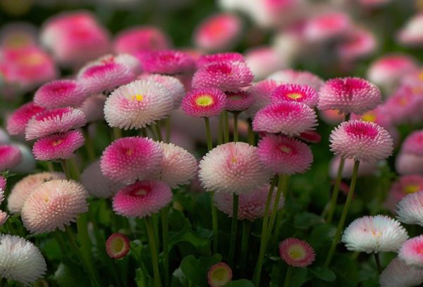 Marguerites sur le terrain