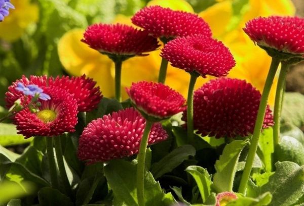 Comment planter et faire pousser des marguerites vivaces dans le jardin?