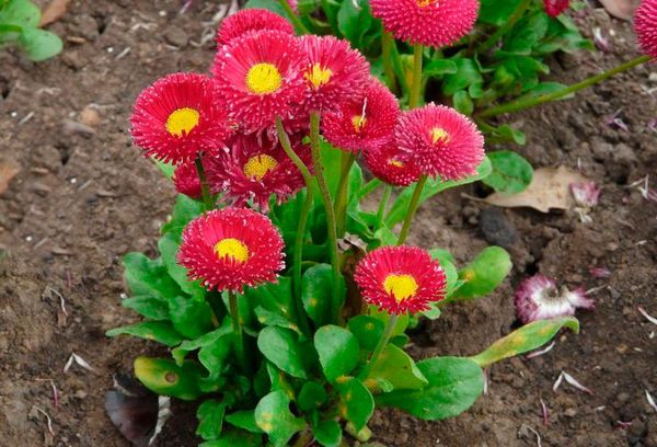 Marguerites rouges