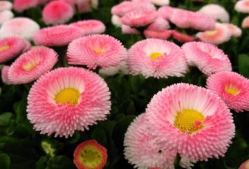 Marguerites roses